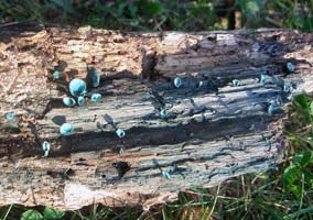 The cups of the actual mushroom are not seen as often as the stained wood.  